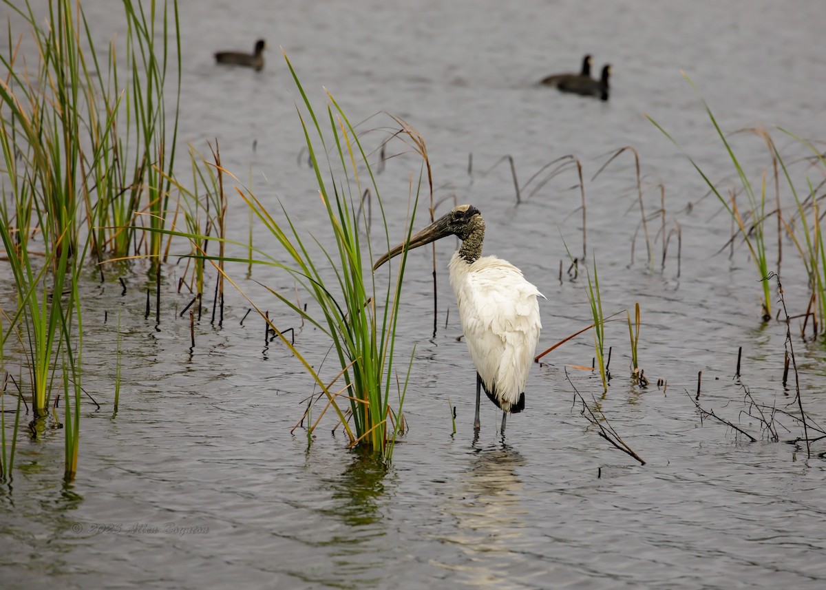 アメリカトキコウ - ML644845989