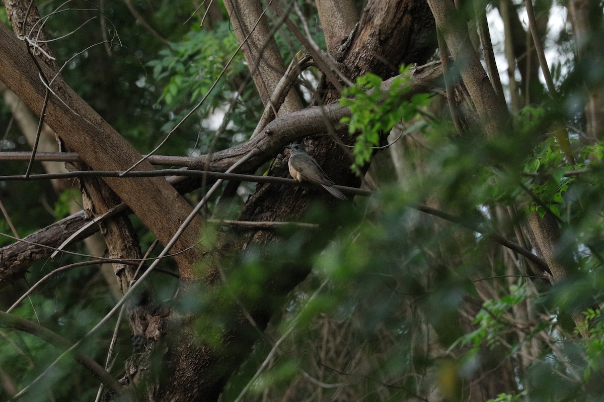 Buschkuckuck - ML644845990