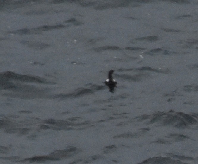 Black Guillemot - ML644846005