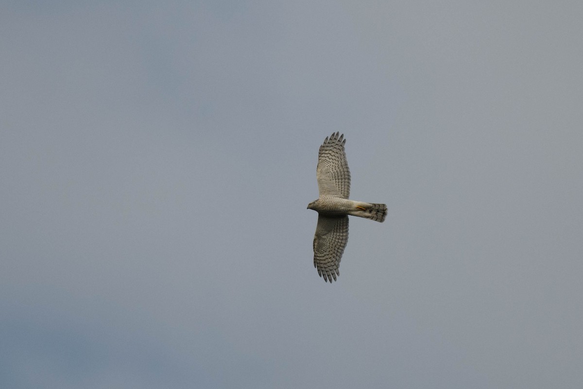 Eurasian Sparrowhawk - ML644846026