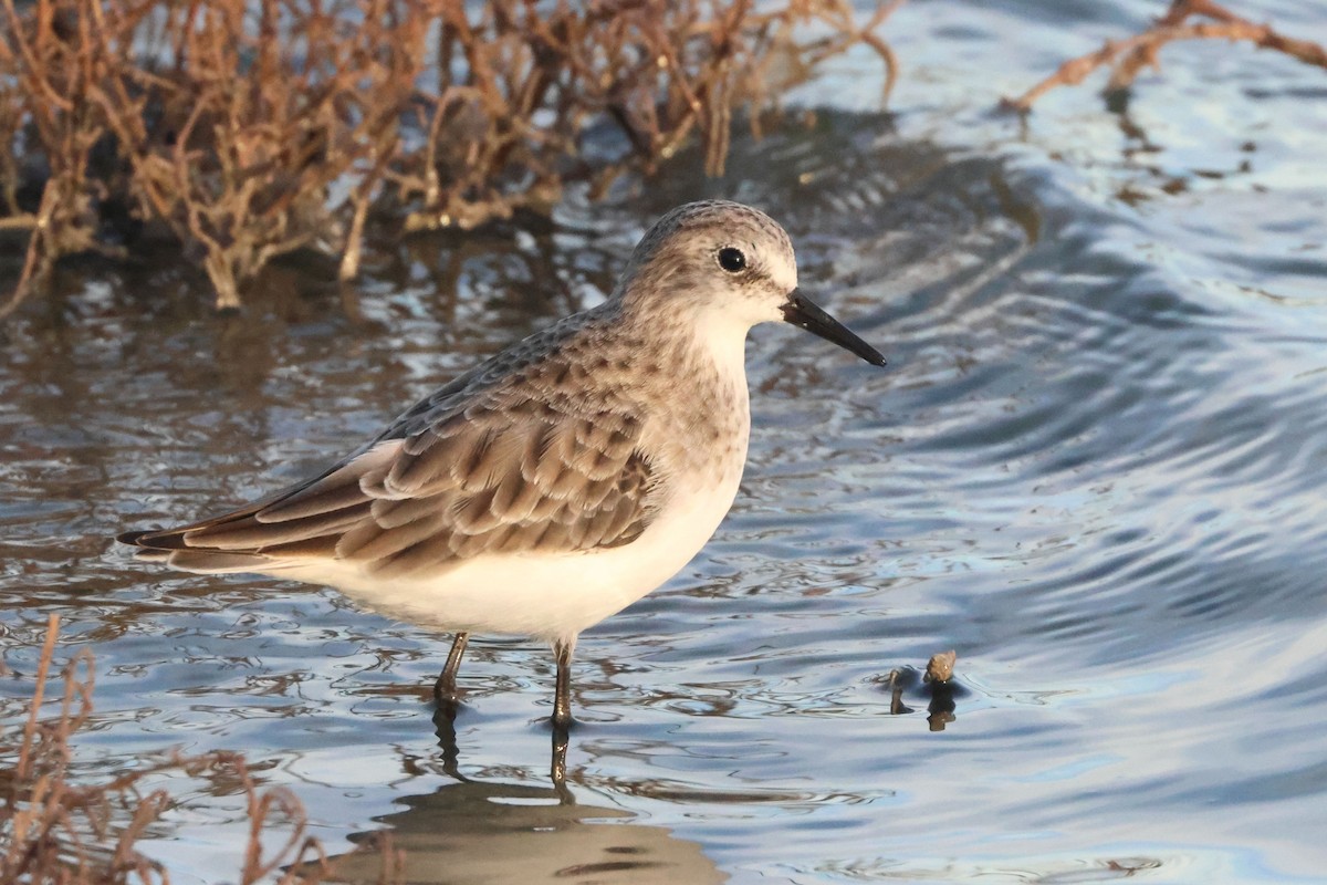 ヨーロッパトウネン - ML644846037