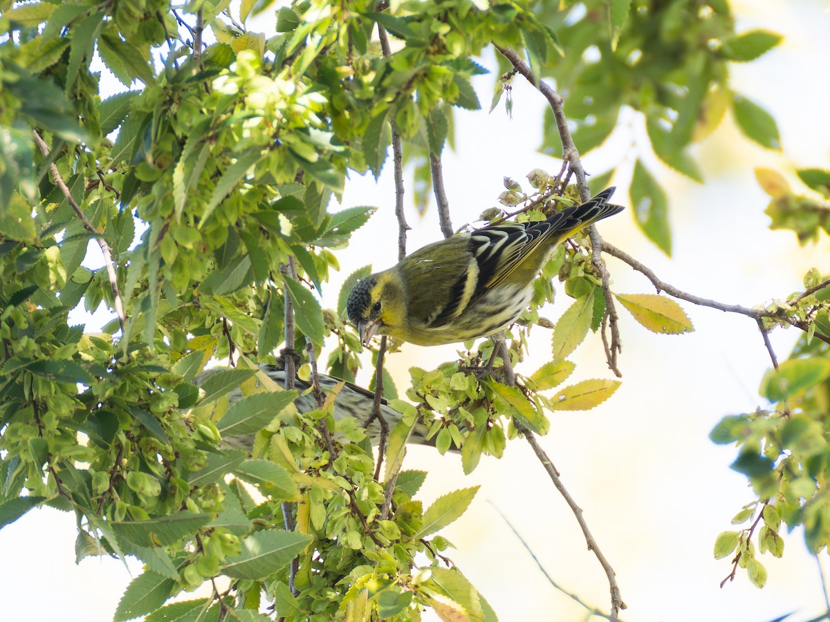 Eurasian Siskin - ML644846038