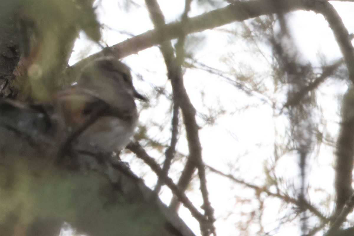 Spotted Flycatcher - ML644846059