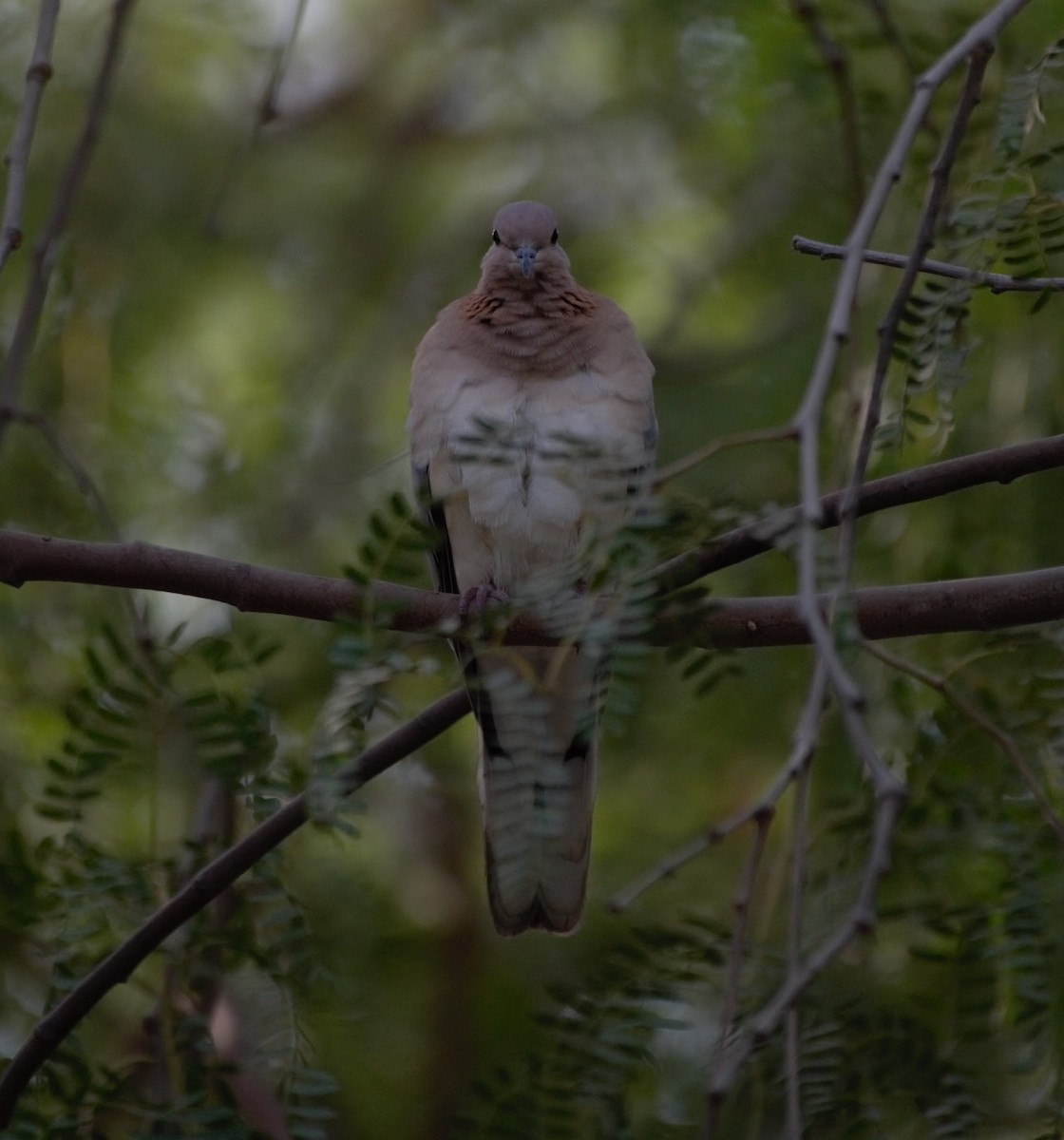 ワライバト - ML644846061