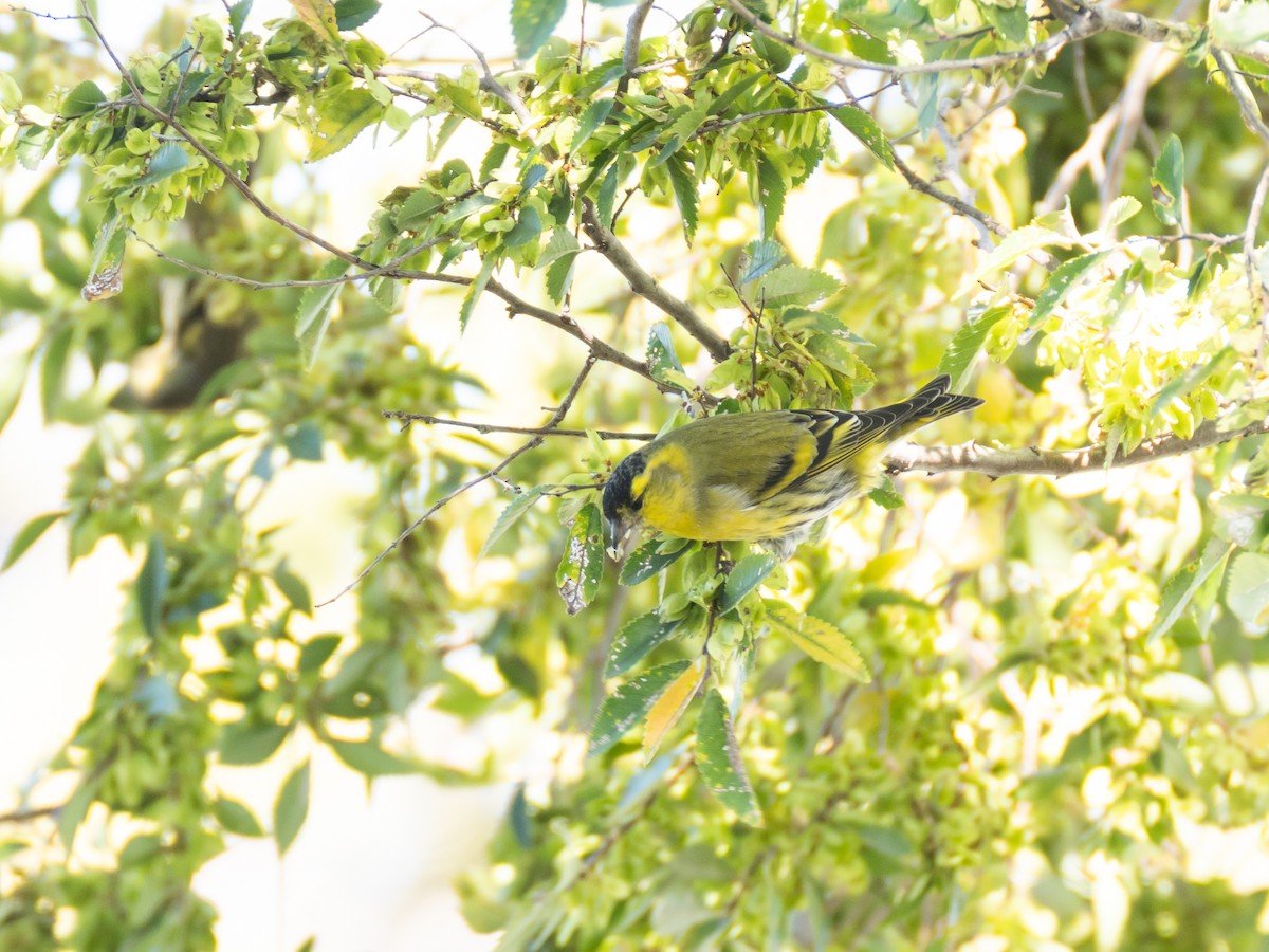 Eurasian Siskin - ML644846067