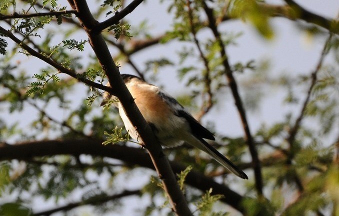 シロクロモズ - ML644846084