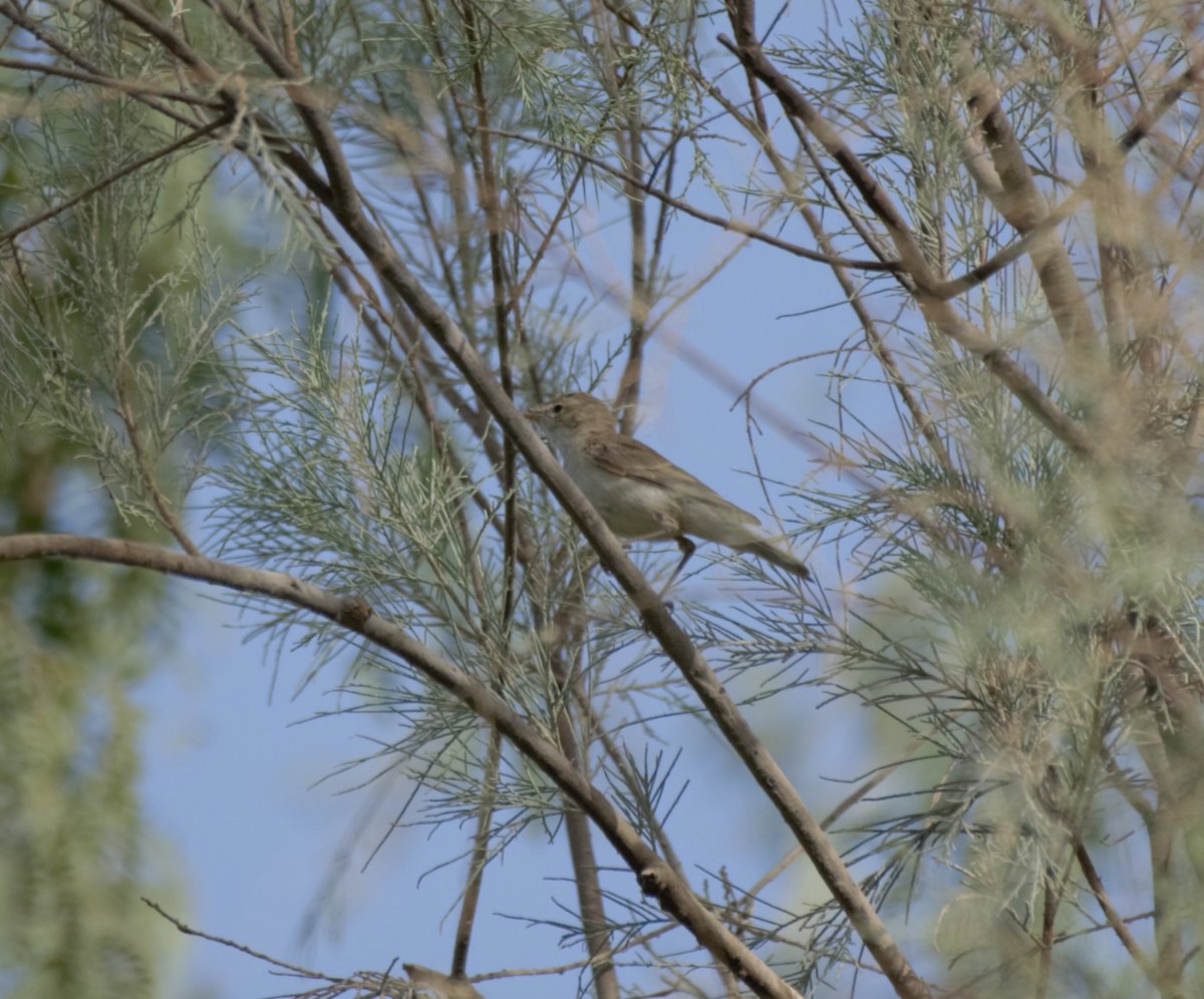 ハイイロウタムシクイ - ML644846088