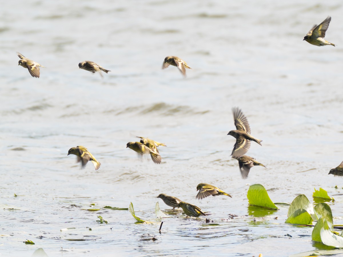 Eurasian Siskin - ML644846092