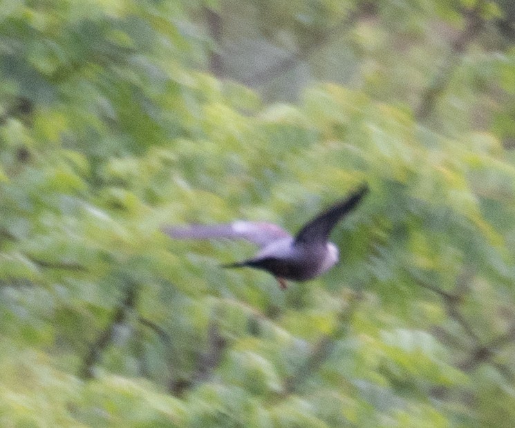 holub šupinkatý - ML644846093