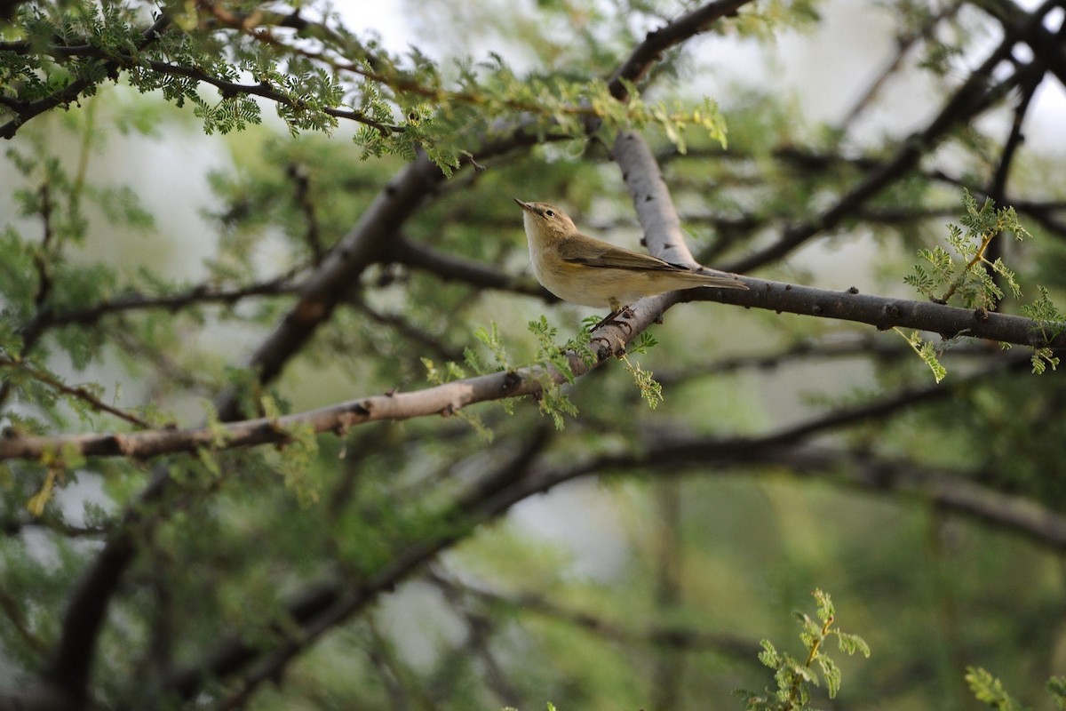 チフチャフ - ML644846094