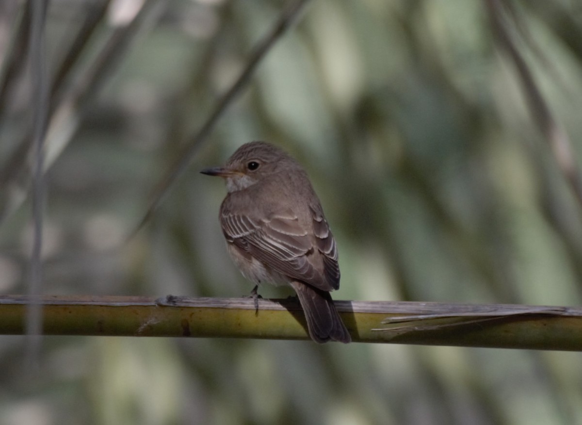 ムナフヒタキ - ML644846110