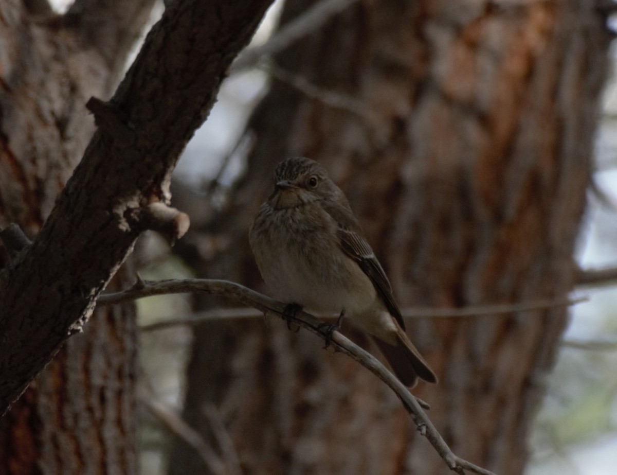 ムナフヒタキ - ML644846111