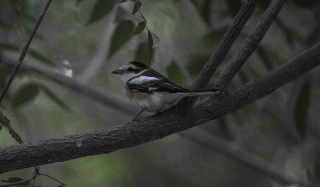 シロクロモズ - ML644846112