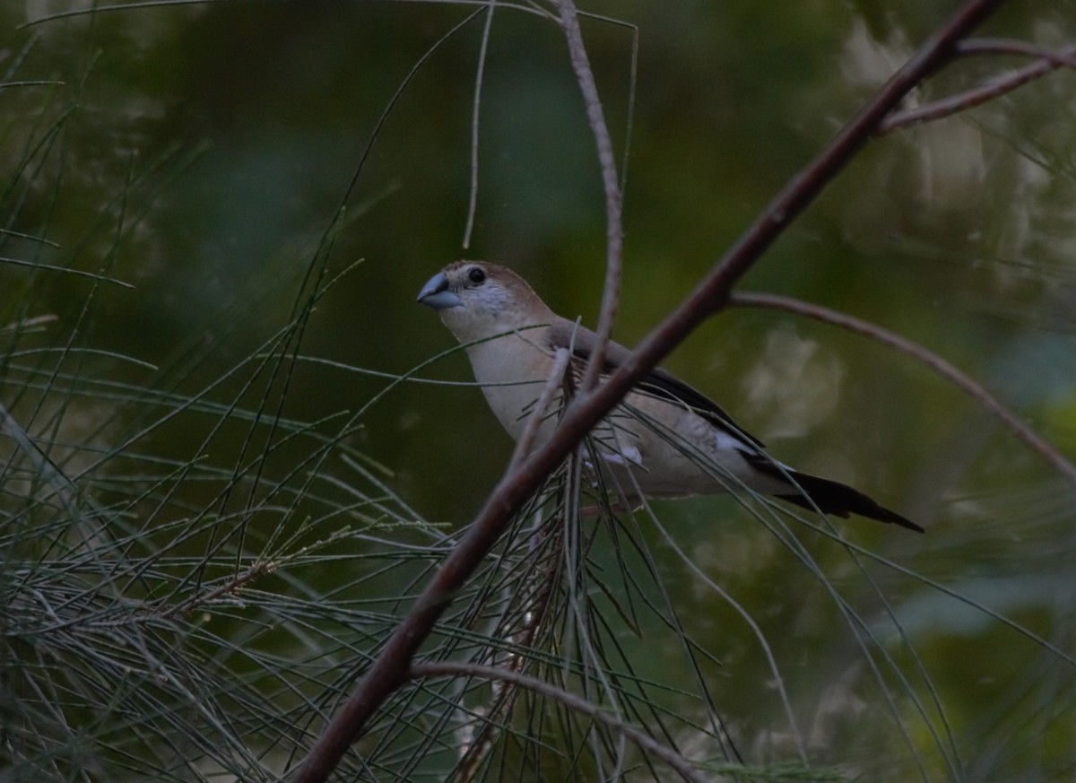 ギンバシ - ML644846114