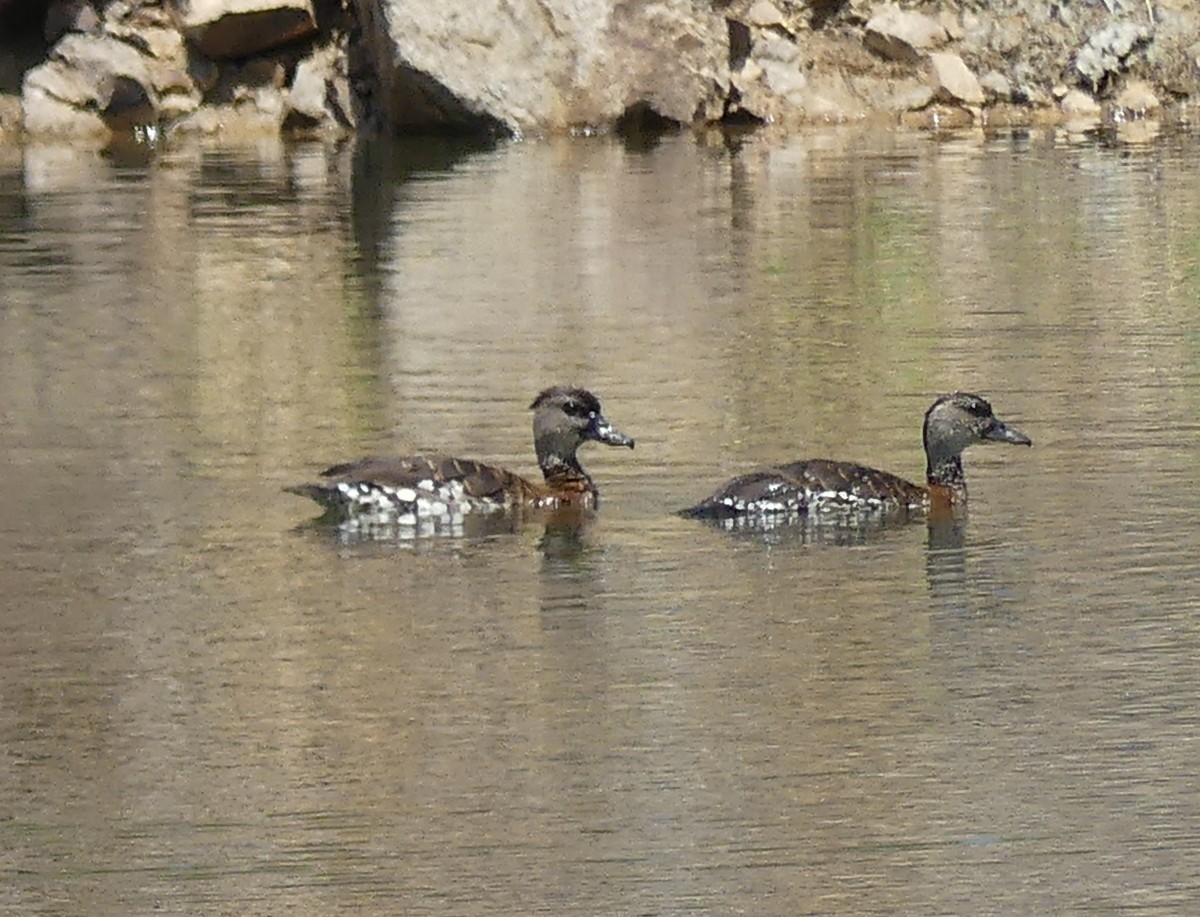 Spotted Whistling-Duck - ML644846134