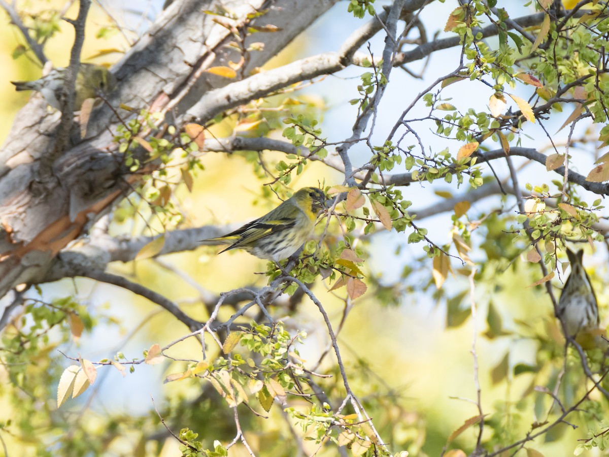 Eurasian Siskin - ML644846142