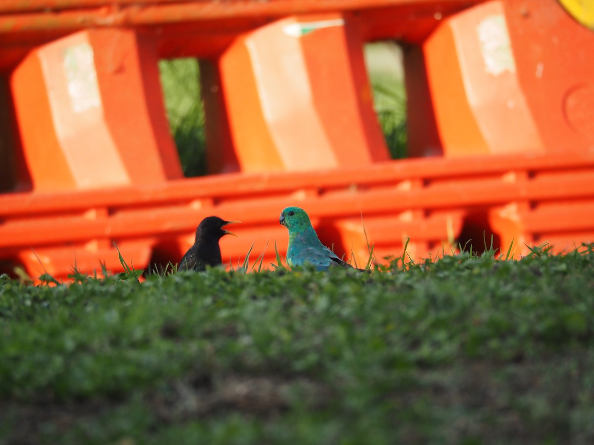 זרזיר מצוי - ML644846147