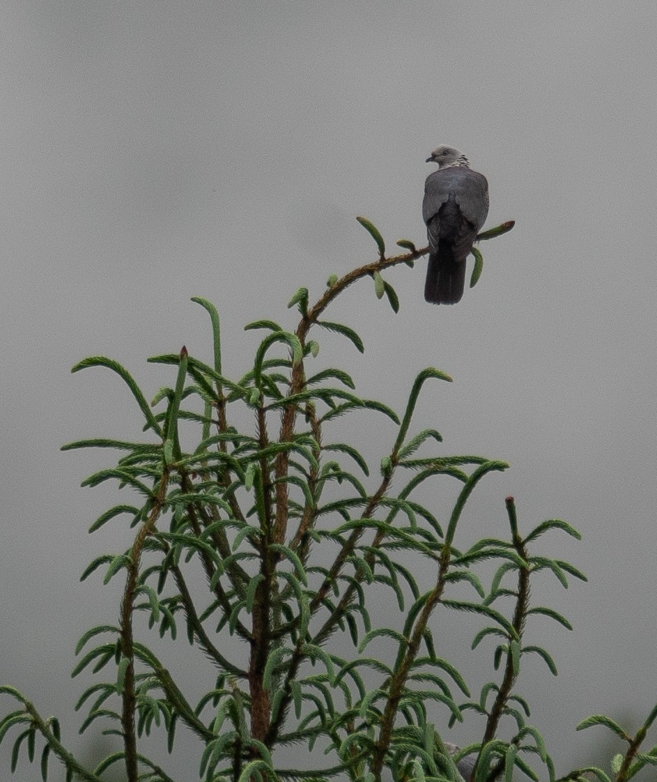 holub šupinkatý - ML644846148