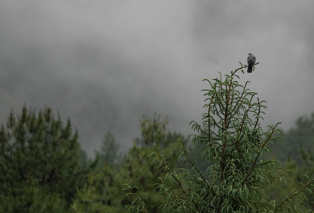 holub šupinkatý - ML644846149