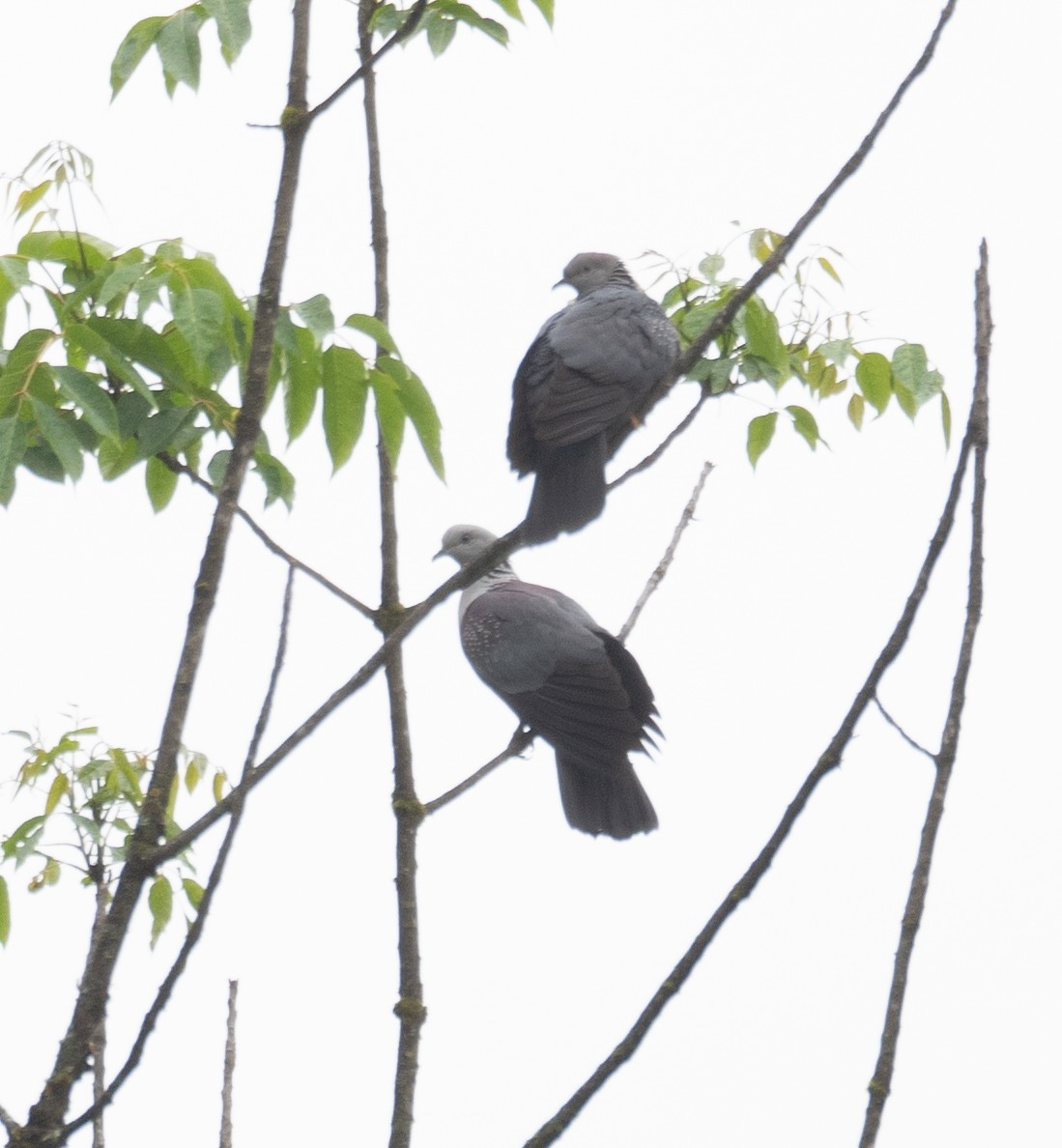 holub šupinkatý - ML644846152