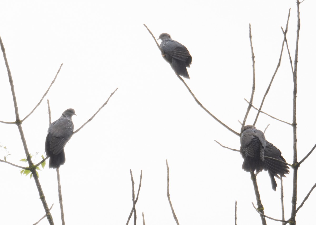 holub šupinkatý - ML644846153