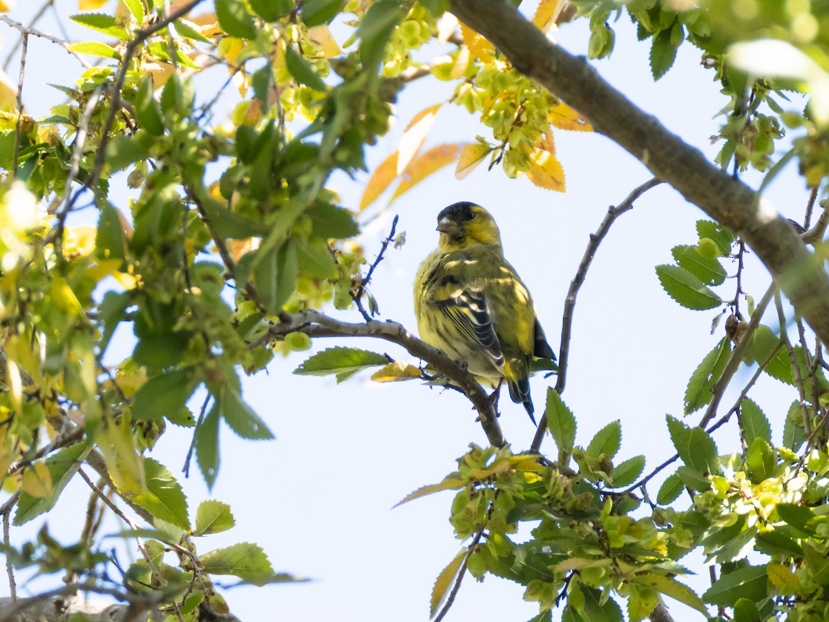 Eurasian Siskin - ML644846154