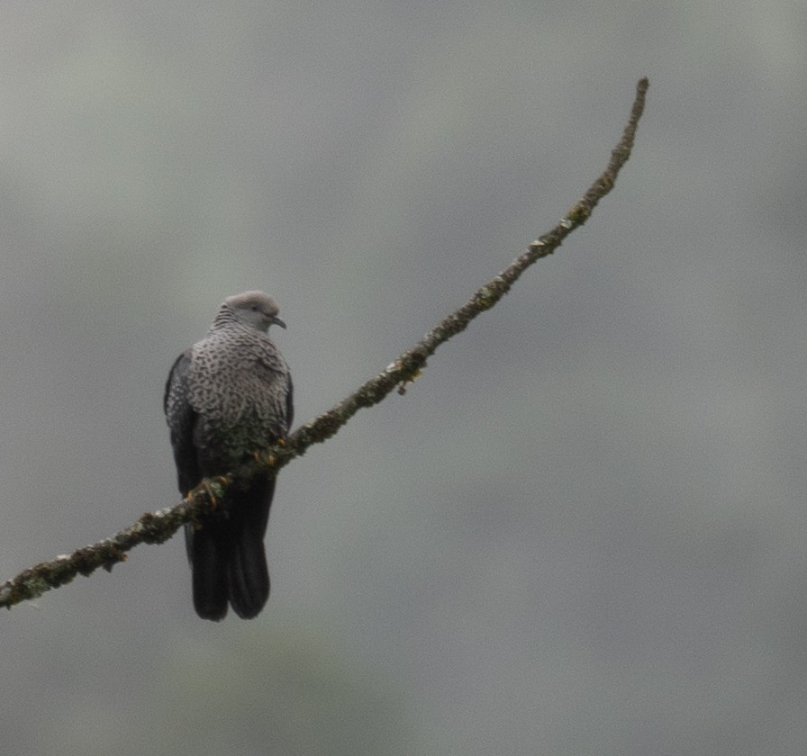 holub šupinkatý - ML644846155