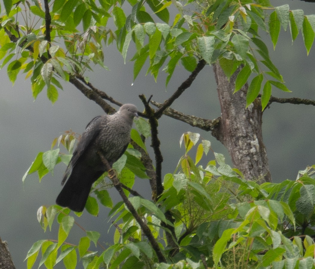 holub šupinkatý - ML644846156