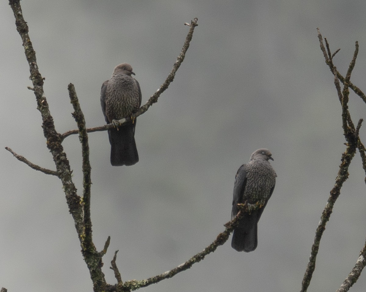 holub šupinkatý - ML644846157