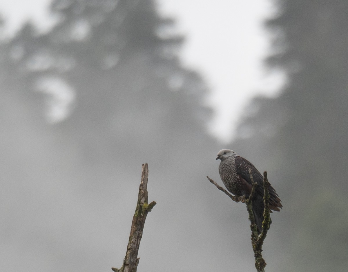 holub šupinkatý - ML644846158