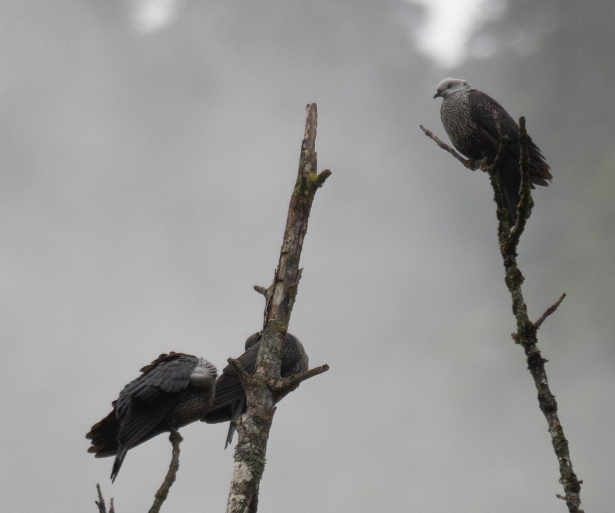 holub šupinkatý - ML644846159