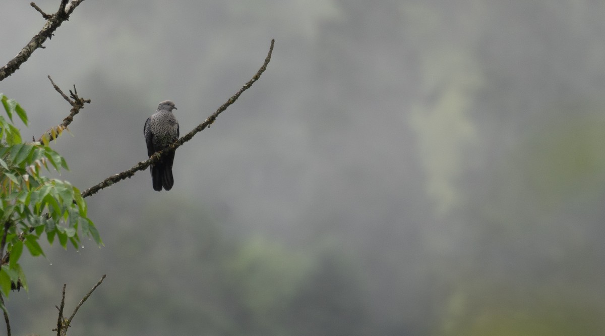 holub šupinkatý - ML644846160