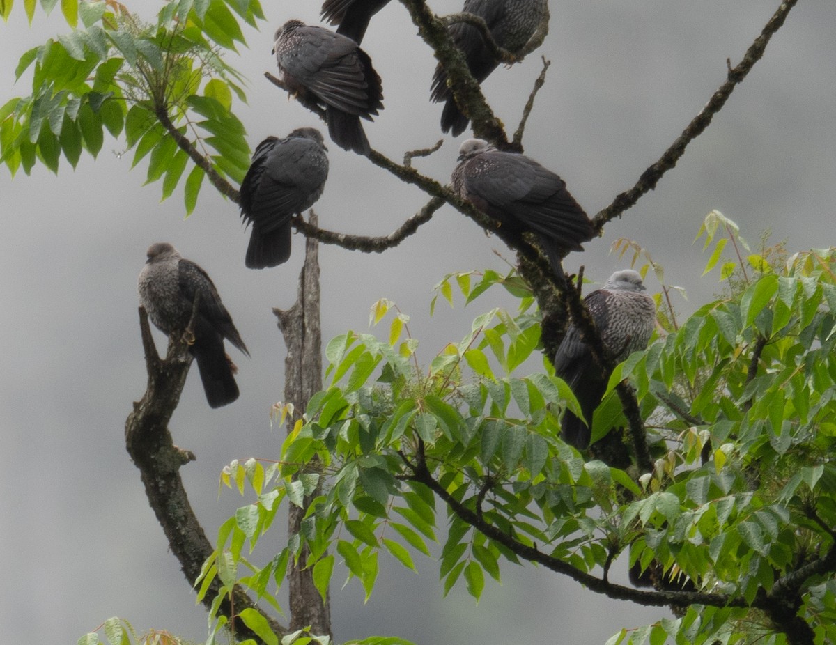 holub šupinkatý - ML644846161