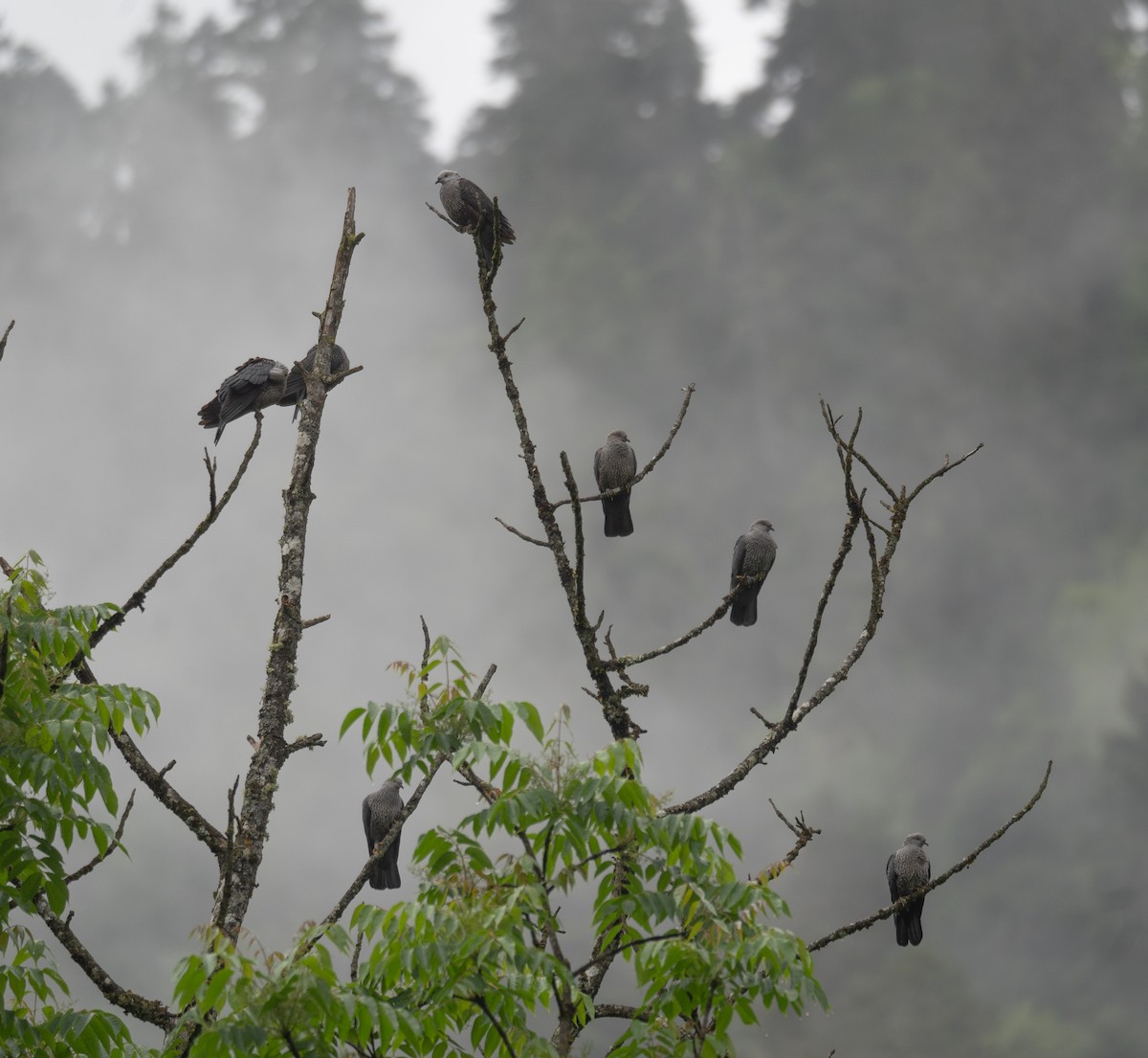 holub šupinkatý - ML644846162