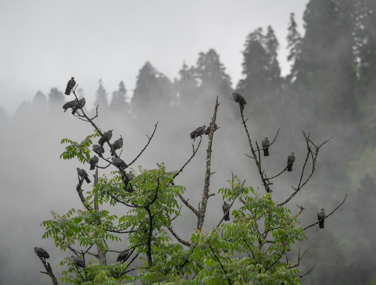 holub šupinkatý - ML644846163