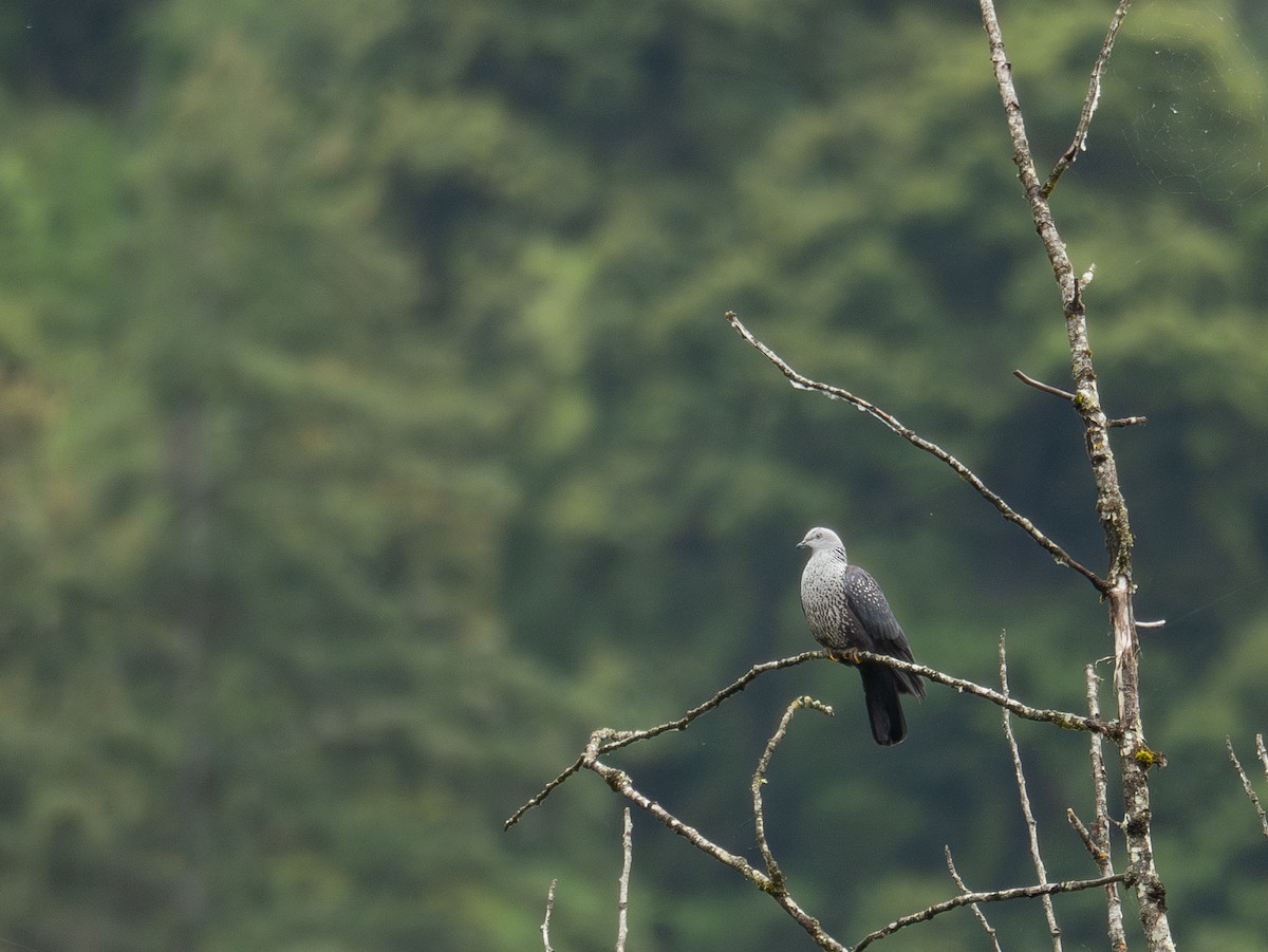 holub šupinkatý - ML644846182