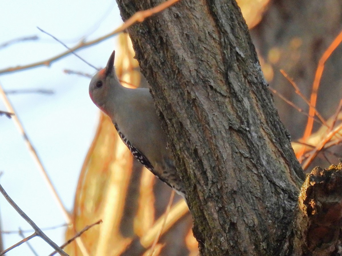 Гіла каролінська - ML644846183