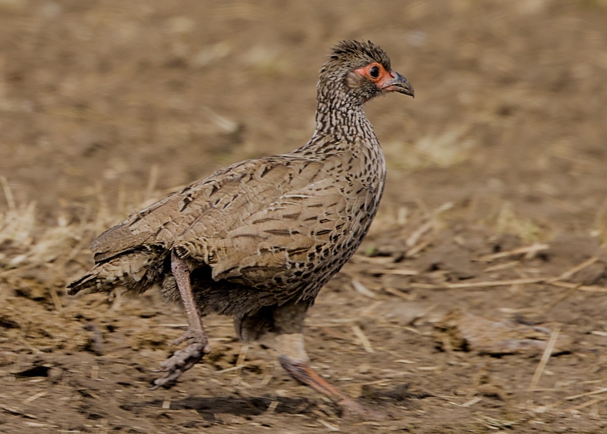 Swainson's Spurfowl - ML644846187