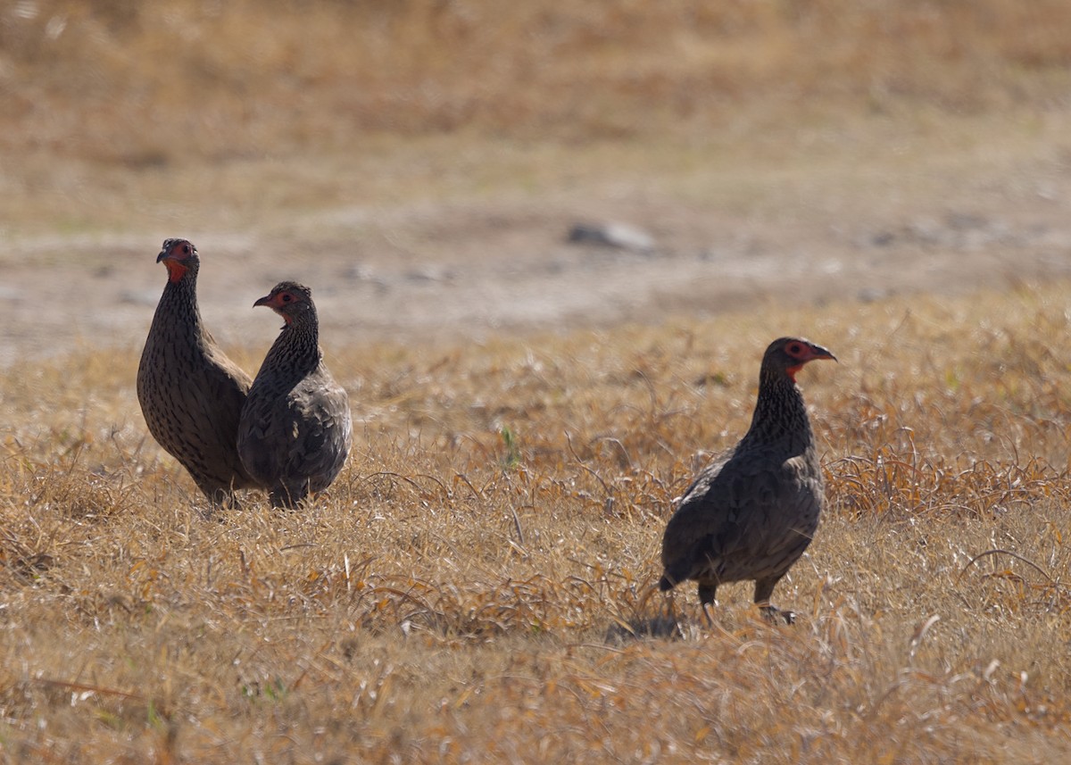 Swainson's Spurfowl - ML644846188