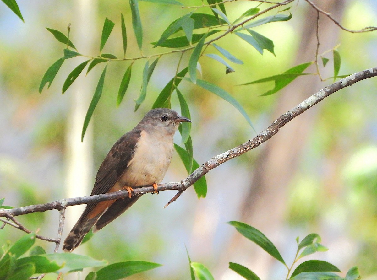 Sahul Brush Cuckoo - ML644846201