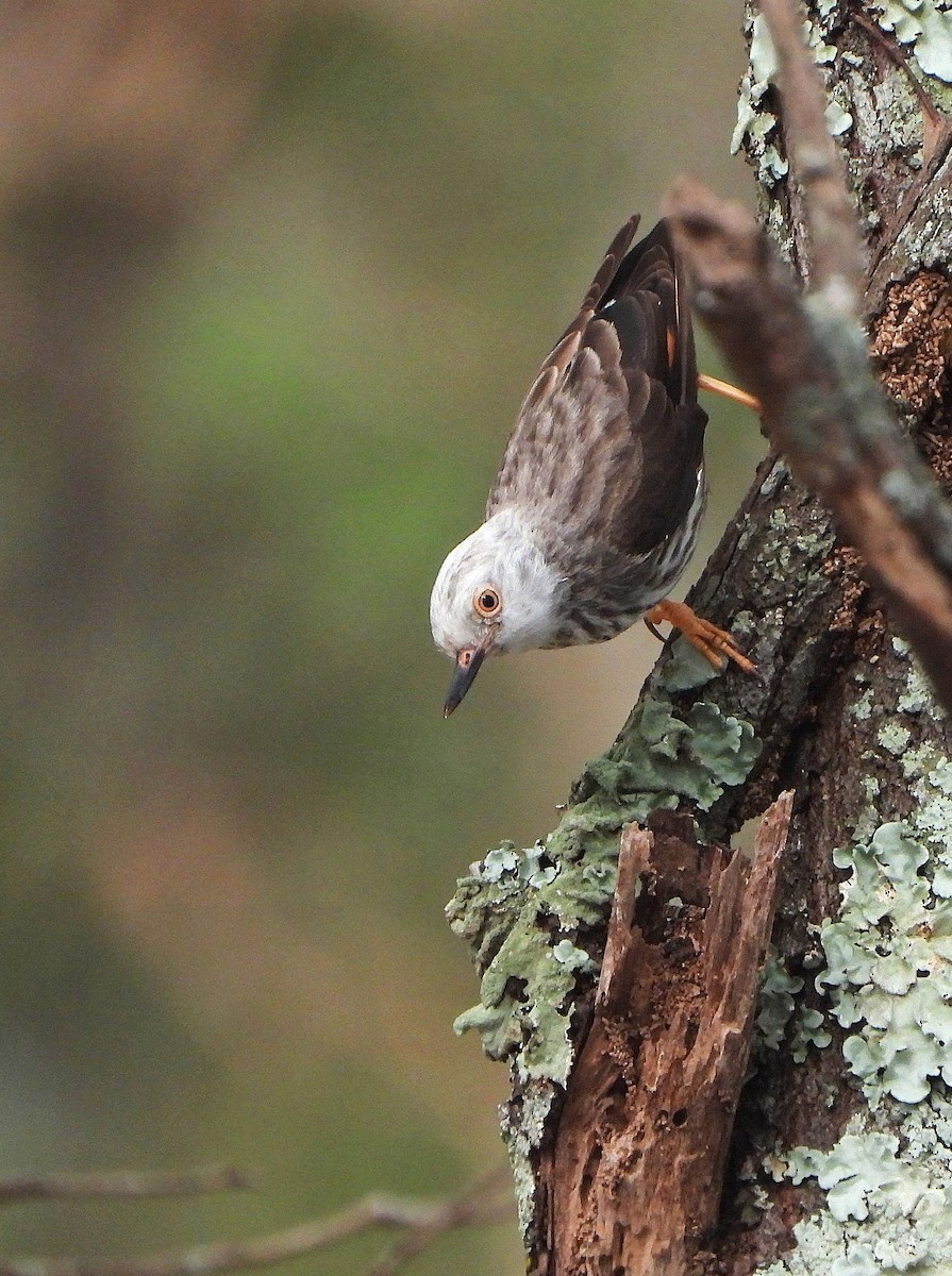 Varied Sittella - ML644846202