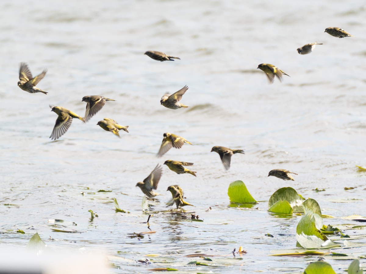 Eurasian Siskin - ML644846208