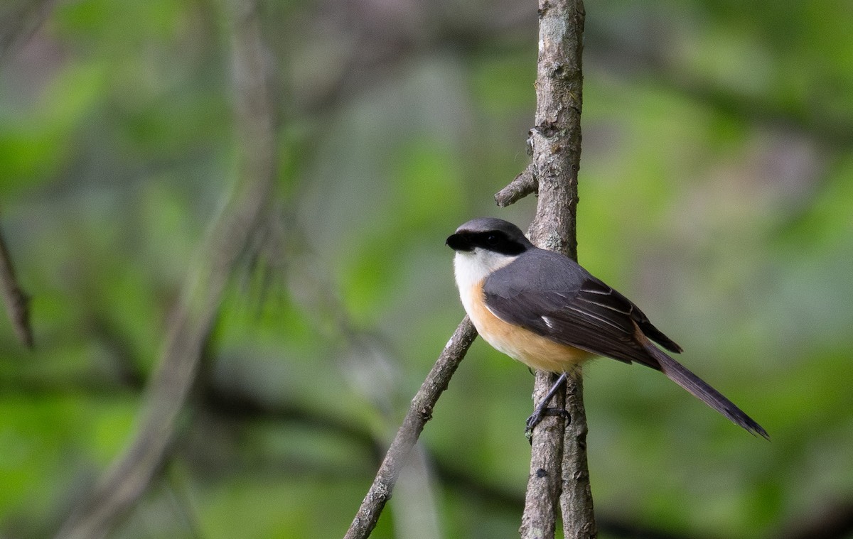 Tibetwürger - ML644846220