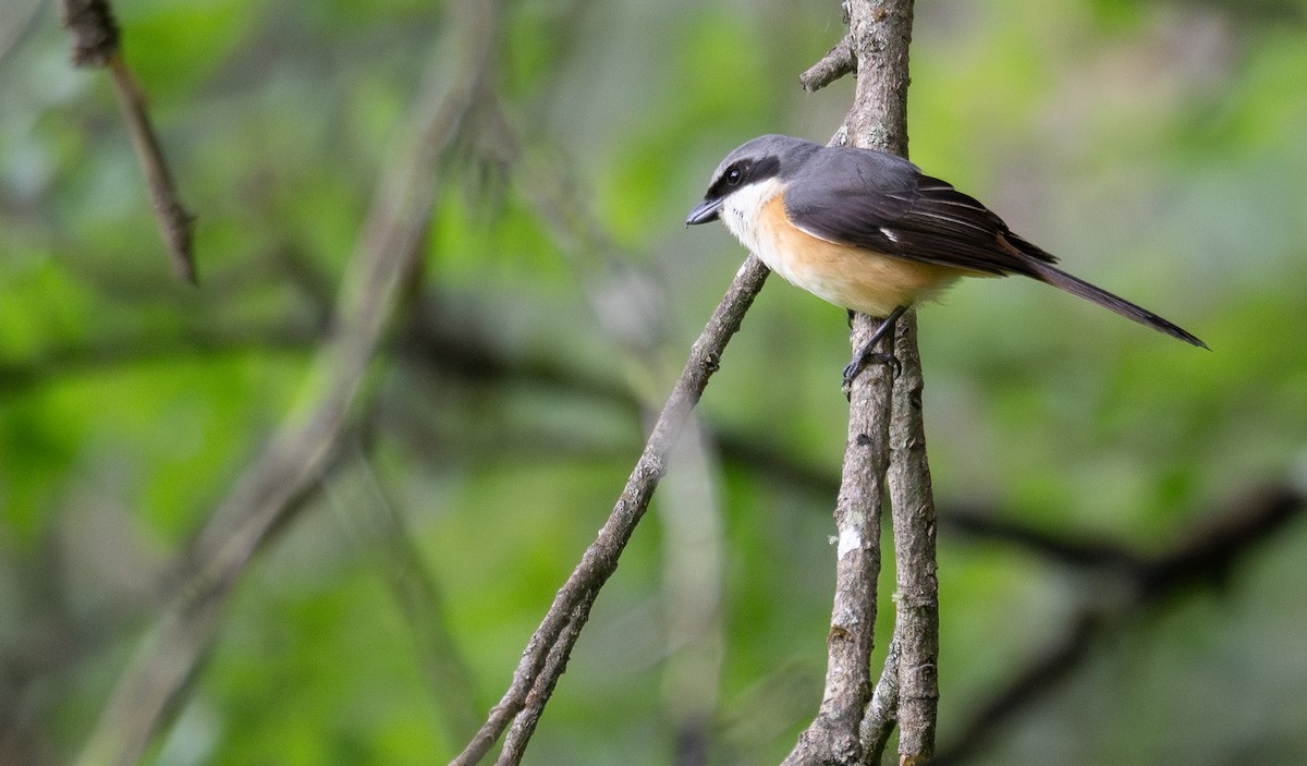 Tibetwürger - ML644846221