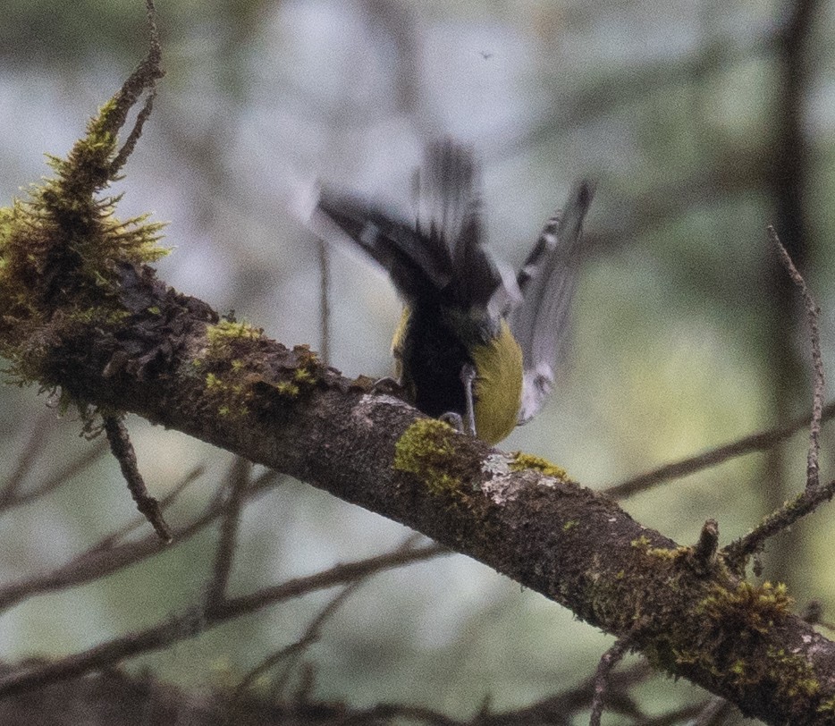 Bergkohlmeise - ML644846228