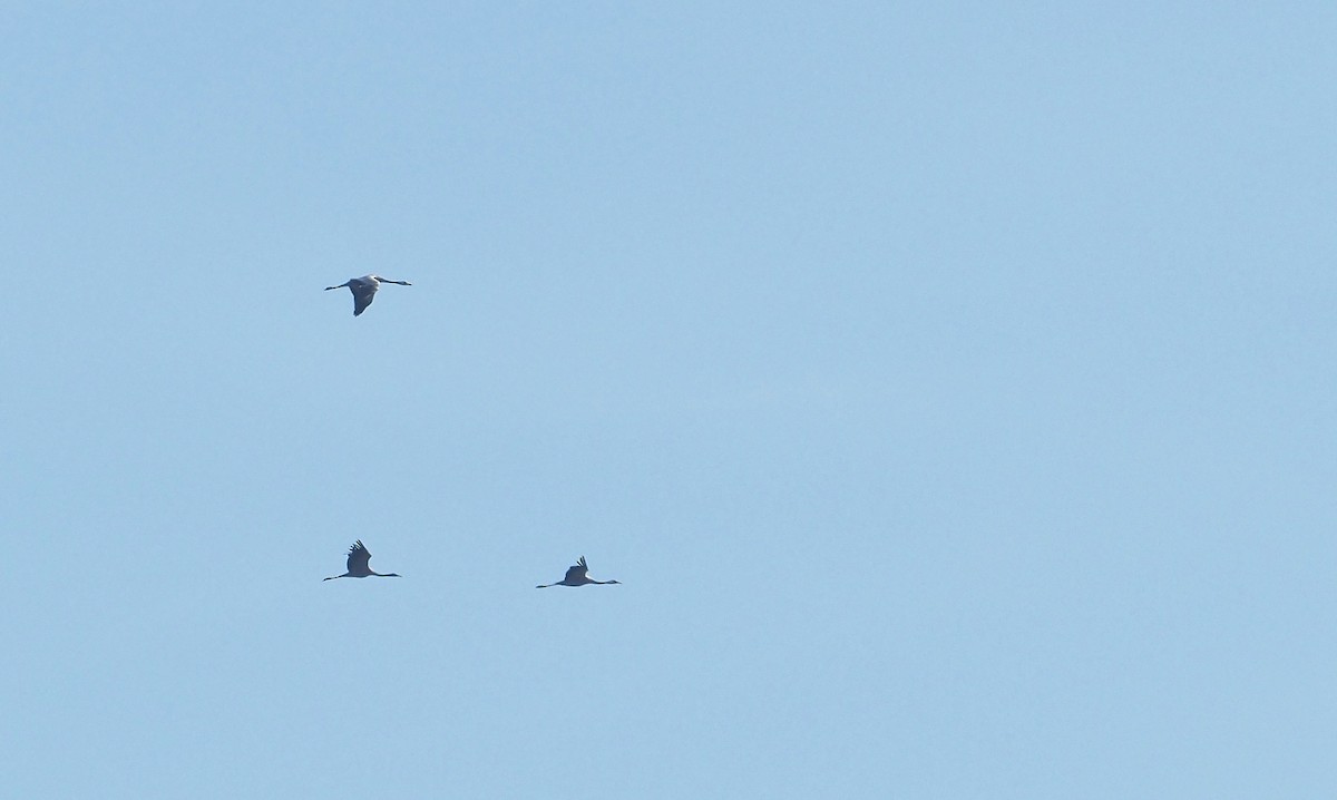 Common Crane - ML644846245