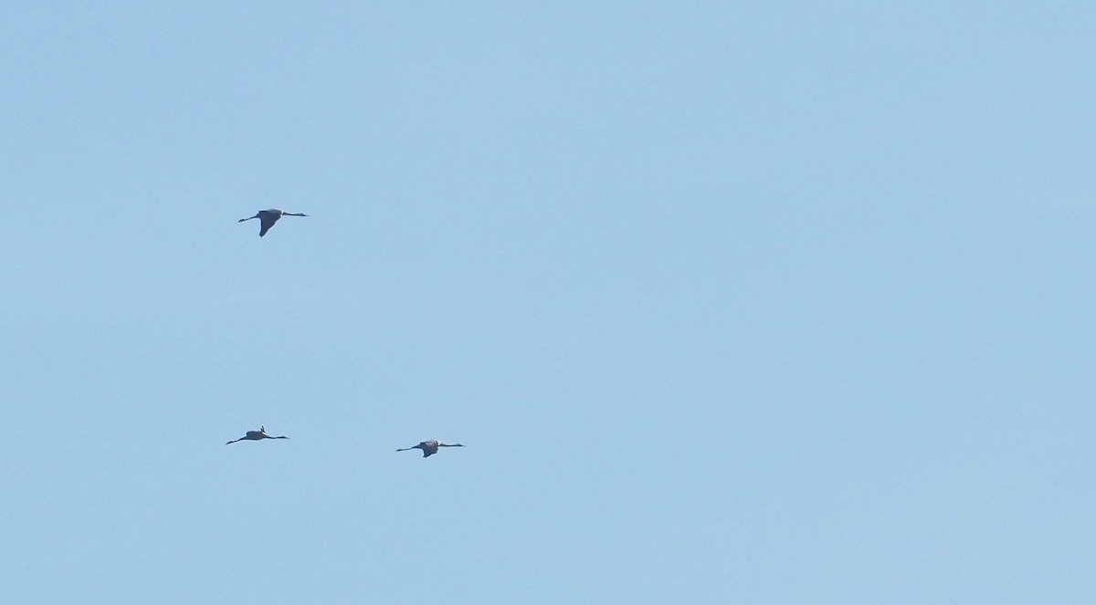 Common Crane - ML644846247