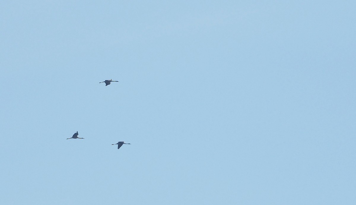 Common Crane - ML644846248