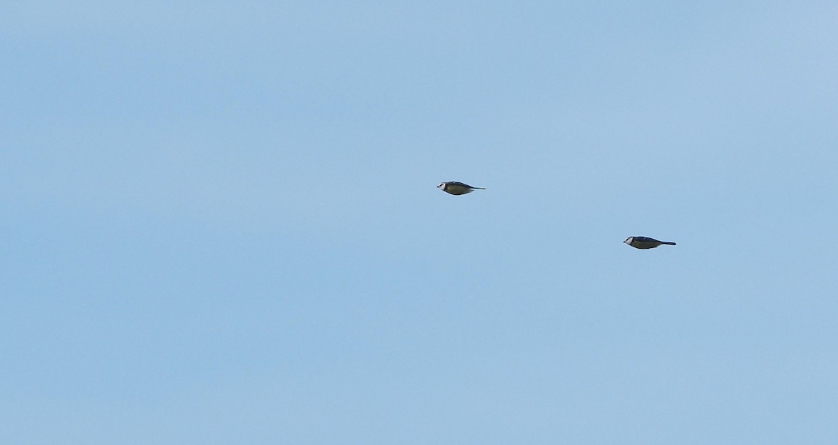 Eurasian Blue Tit - ML644846259