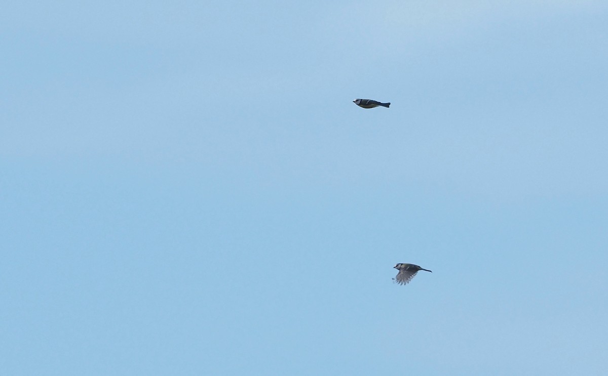 Eurasian Blue Tit - ML644846266